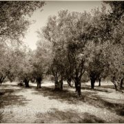 Olive Orchard, Naxos, Greece