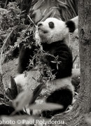Giant Panda