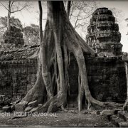 Ta Prohm Temple 2
