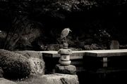 Heron, Kyoto Garden