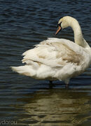 Swan