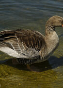 Greylag Goose