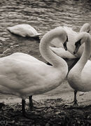 Swans