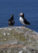 Puffins 1