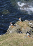Puffins 2