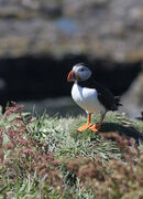 Puffins 3