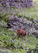 Roe Deer