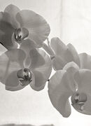 Orchid
