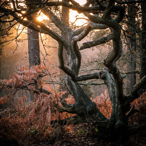 oak1