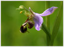 Bee Orchid Up Close