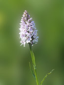 Common Spotted Orchid