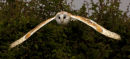 Dollie in Flight 2