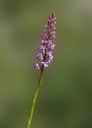 Fragrant Orchid