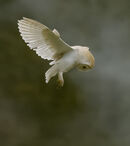 Hunting 1