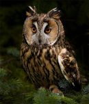 Long Eared Owl