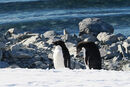Firat penguins