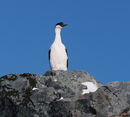 Our first sighting of wildlife Antarctic Shag