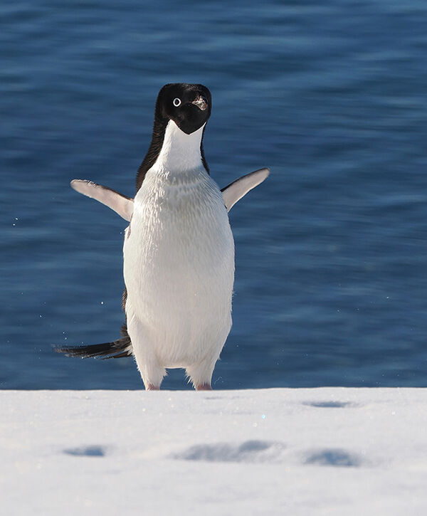 Adelie Penguin showing off