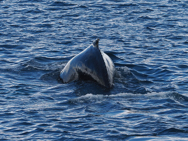 Humpback whale
