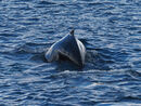 Humpback whale