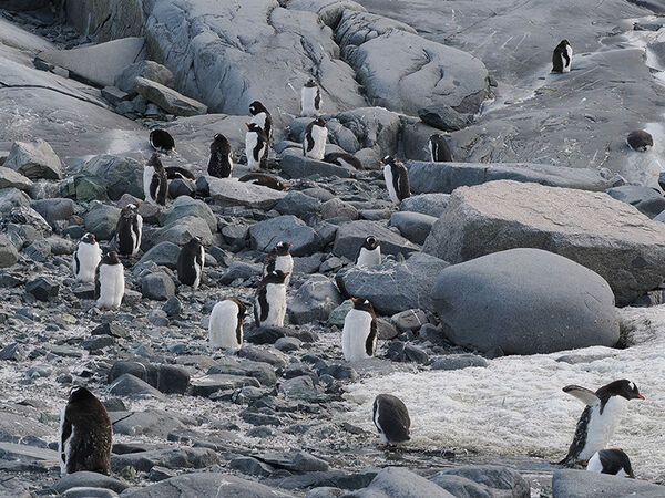 Gentoo Penguins