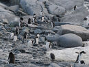 Gentoo Penguins
