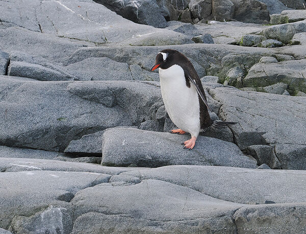 Gentoo penguin