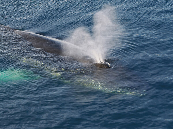 Humpback Whale