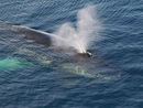 Humpback Whale