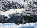 Gentoo colony