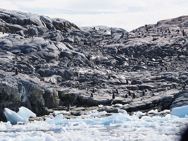 Gentoo's