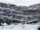 Gentoo's