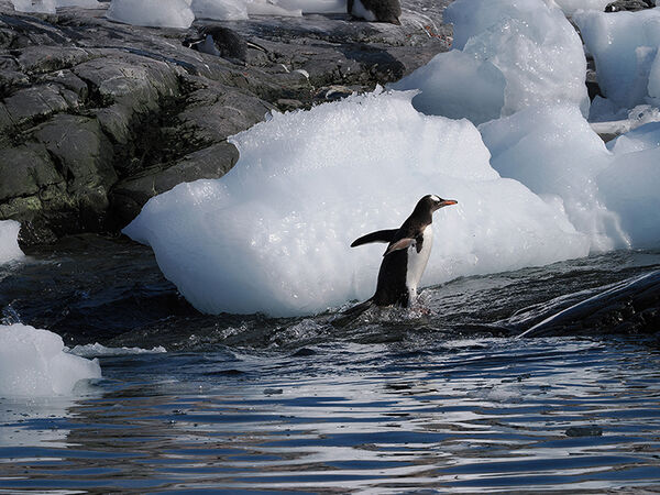 Gentoo going back to the colony