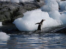 Gentoo going back to the colony