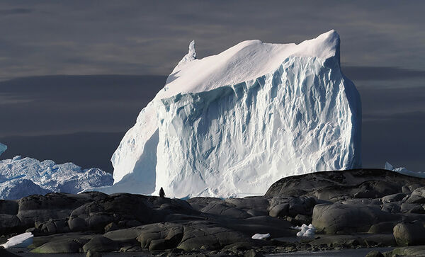 Ice and penguin