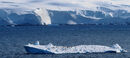 Penguins on icefloe