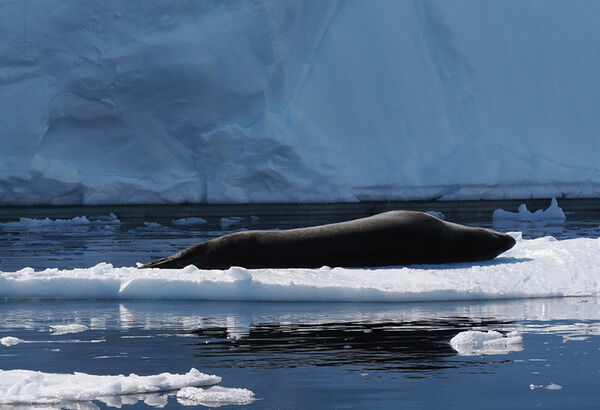 Leopard seal