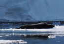 Leopard seal