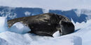 Leopard seal scratching
