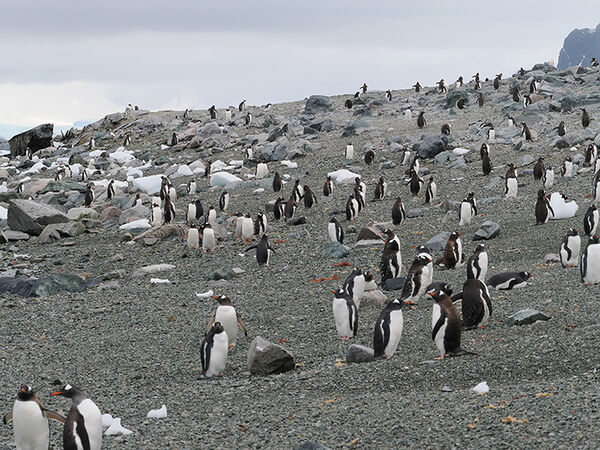 Gentoo colony
