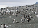 Gentoo colony