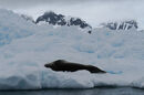 Leopard seal