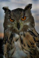 African Eagle Owl (*)