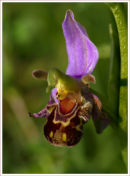 Bee Orchid