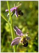 Bee Orchids