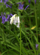 Bluebell?