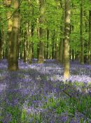 Bluebell Wood