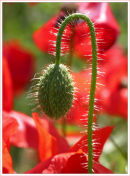 poppy bud
