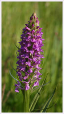 Common Marsh Orchid
