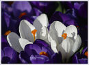 crocus